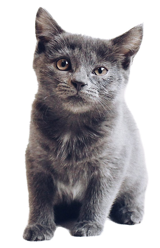 Grey Cat